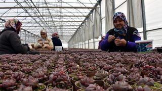 Topraksız tarımla fide üreten firma siparişlere yetişemiyor