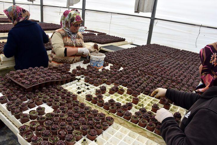 Topraksız tarımla fide üreten firma siparişlere yetişemiyor G2