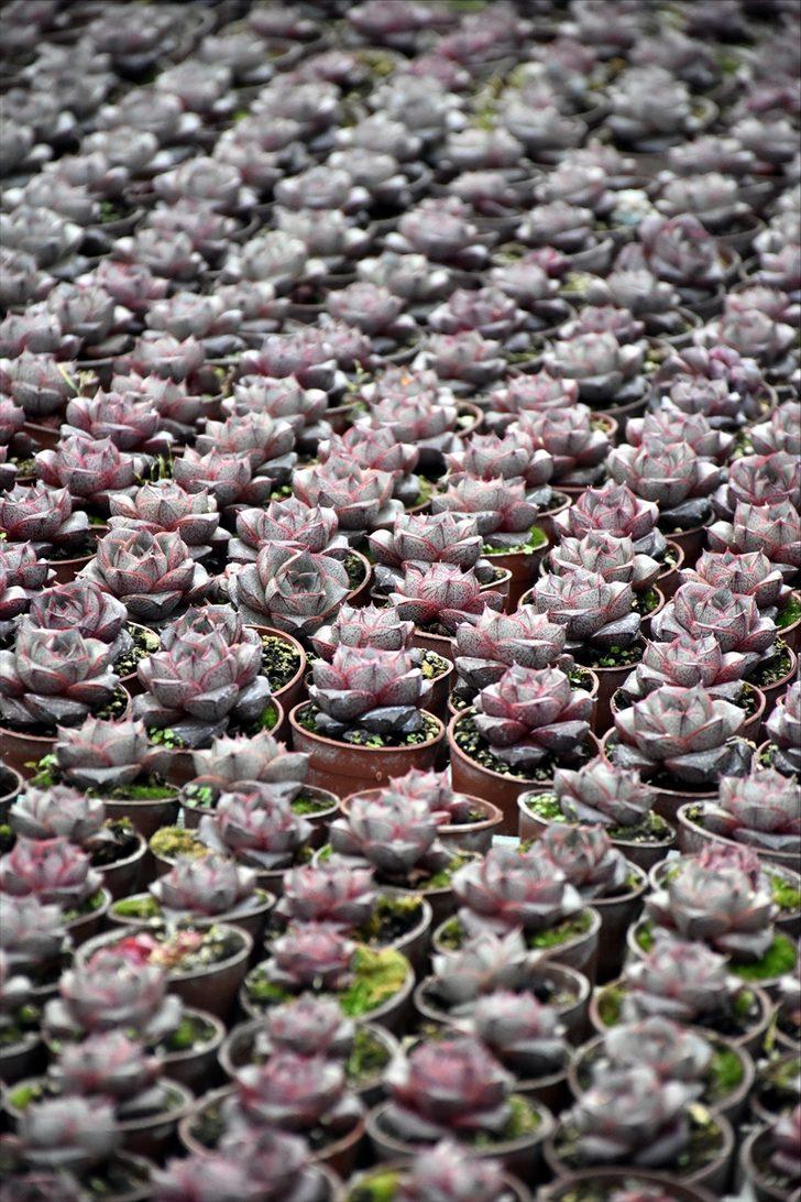 Topraksız tarımla fide üreten firma siparişlere yetişemiyor G3