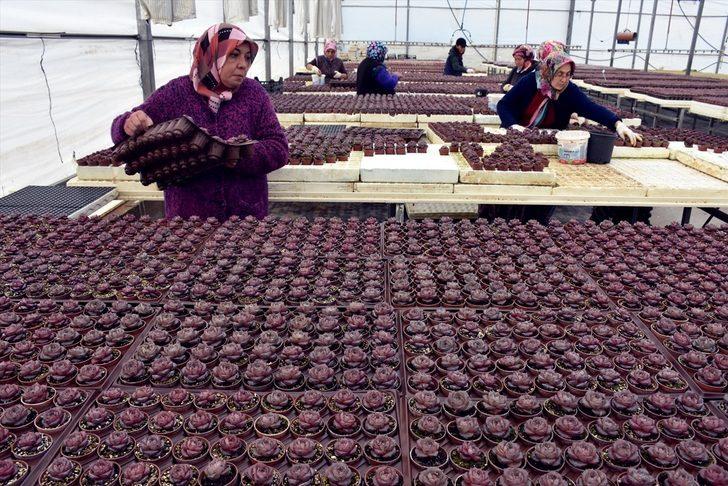 Topraksız tarımla fide üreten firma siparişlere yetişemiyor G4