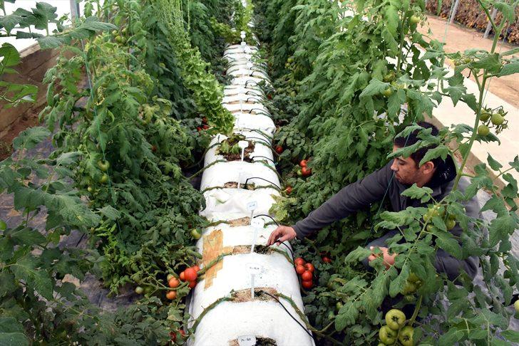 Topraksız tarımla fide üreten firma siparişlere yetişemiyor G5