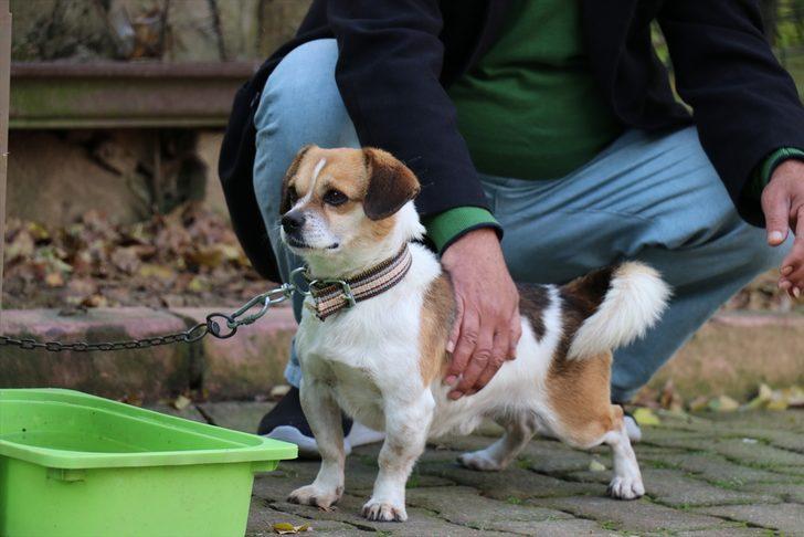 Nefessiz kalan köpeği kalp masajıyla hayata döndürdü G4