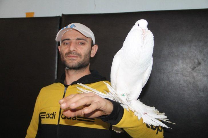 Güvercin Güzellik ve Kostüm Festivali G2