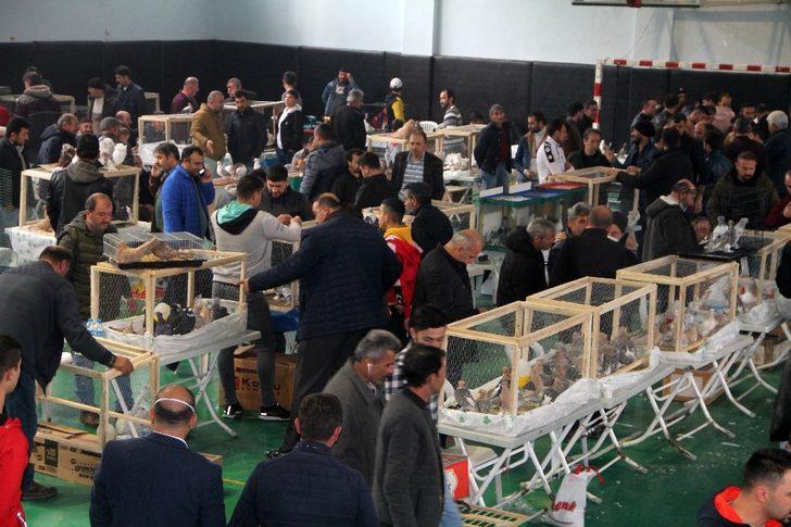 Güvercin Güzellik ve Kostüm Festivali G3