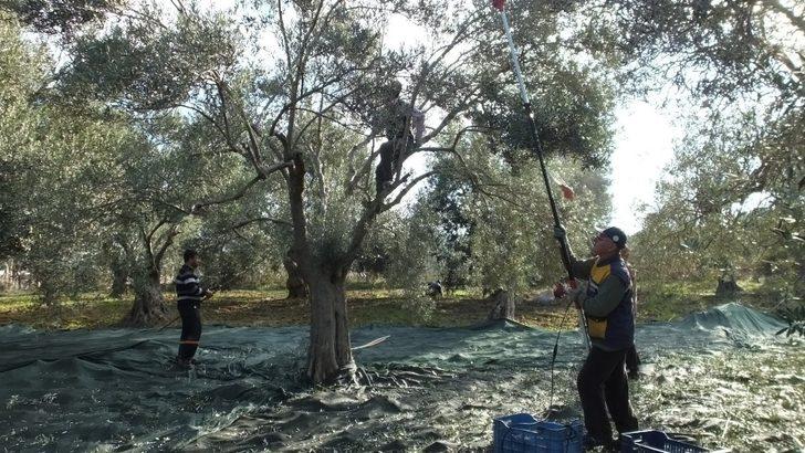 Edremit Körfezinde Zeytincilik Bitmesin G1