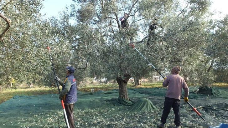 Edremit Körfezinde Zeytincilik Bitmesin G2