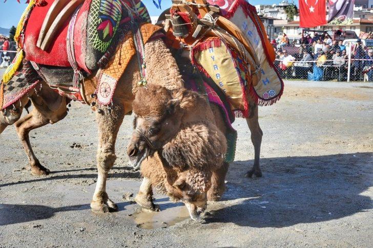 Güllük 6. Geleneksel Deve Güreşleri gerçekleştirildi G4