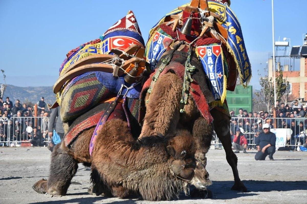 İncirliova&rsquo;da develer eğitim i&ccedil;in g&uuml;reşti