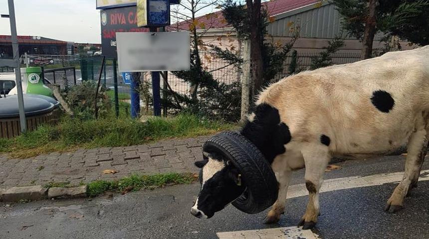 Şaşkına çeviren görüntü! Böyle kurtardılar
