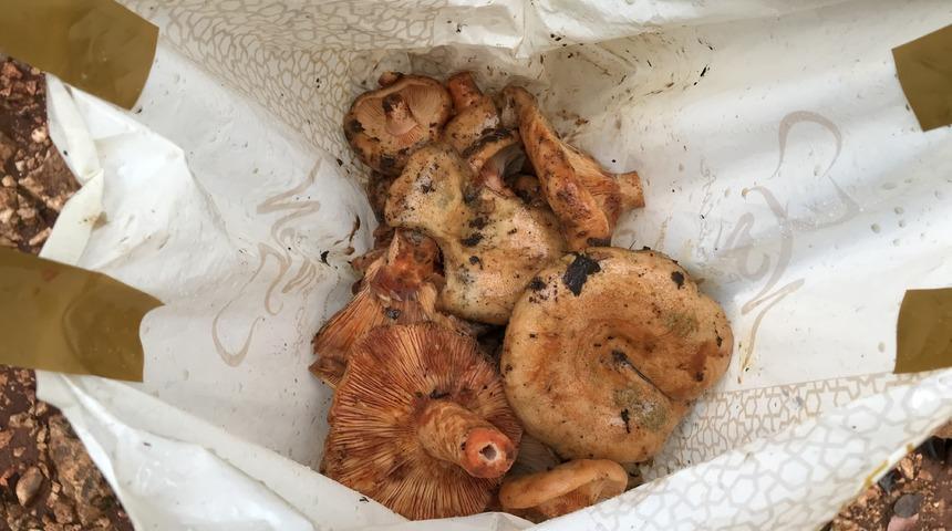 &Ccedil;ıntar mantarını 5 saatte toplayıp, kilogramını 50 TL'den satıyorlar