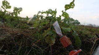 Tarlasında buldu, ne yapacağını bilemedi: Böyle şeyler insanı duygulandırıyor