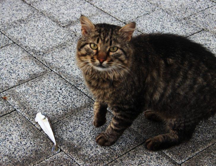 Balon balığı tehlikesi: Kedi bile yemiyor G4