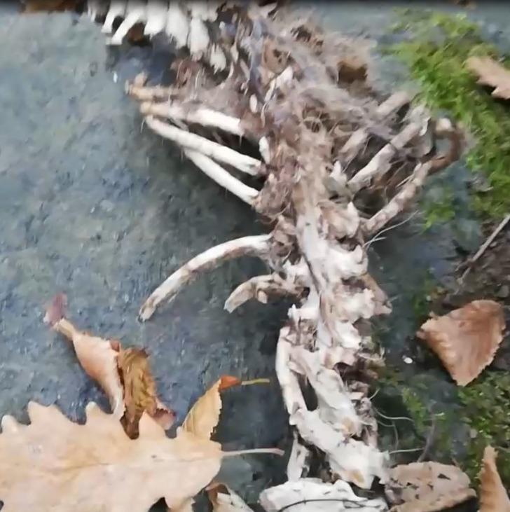 Trabzon'da bulundu! Boyu 1,5 metre ve 2 ayaklı... "Böyle bir şey ilk kez gördük" G3