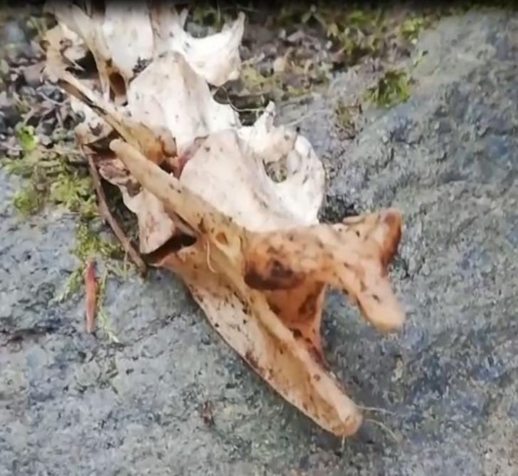 Trabzon'da bulundu! Boyu 1,5 metre ve 2 ayaklı... "Böyle bir şey ilk kez gördük" G1