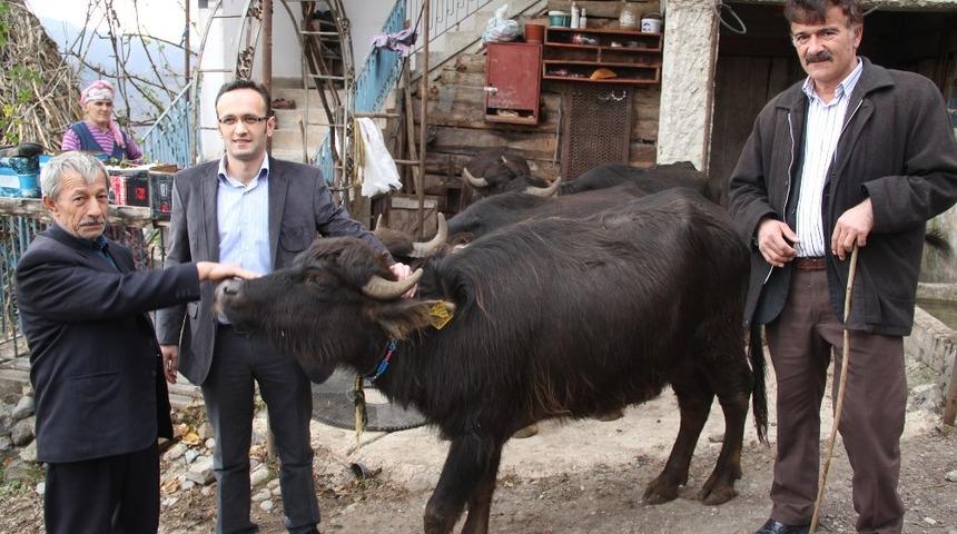 Giresun&rsquo;da 321 işletmeye bin 477 manda ve 553 malak i&ccedil;in 1 milyon 22 bin 493 TL &ouml;deme yapıldı