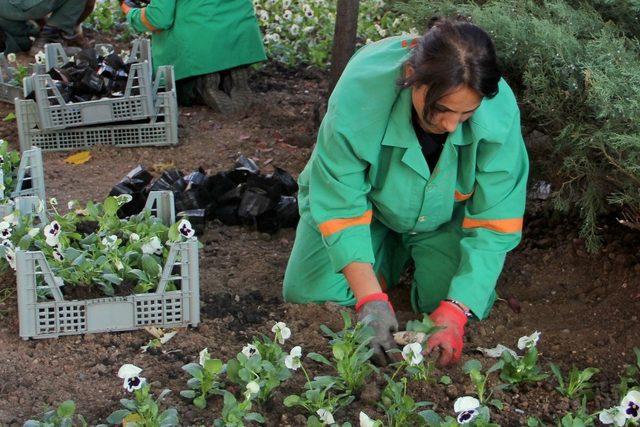 Çankaya parklarına 370 bin kışlık çiçek