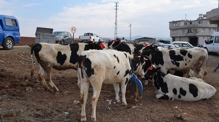 Damızlık D&uuml;ve Desteklemeleri başladı