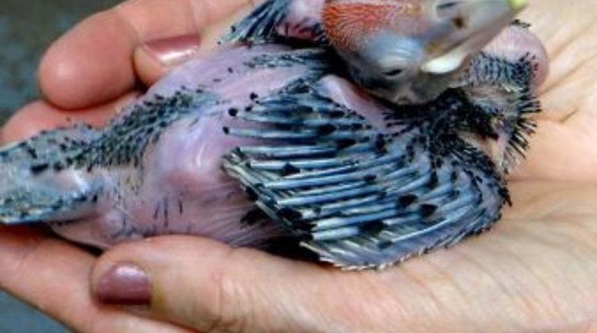 Büyüyünce dönüştüğü şeyi görünce ağzınız açık kalacak!