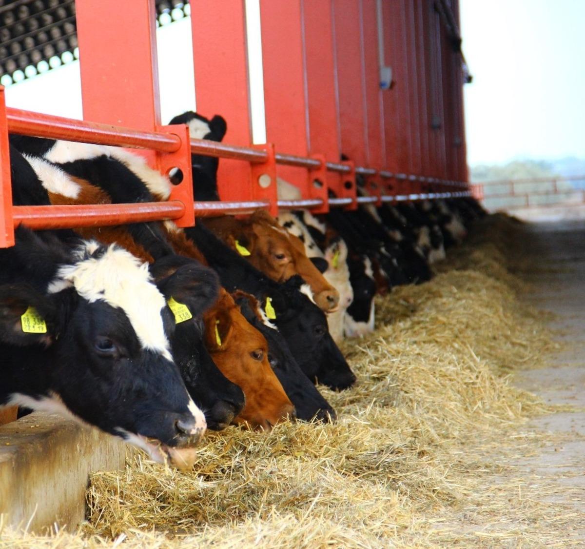 Y&uuml;zde 40 hibeli d&uuml;ve alım desteği başvuruları başladı