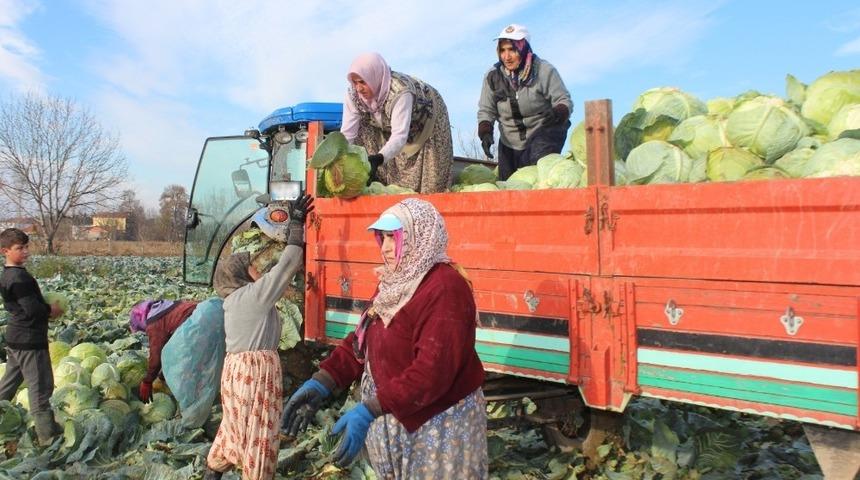 Ayaz g&ouml;ren lahanada satışlar arttı