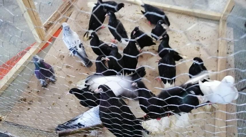 Hayrabolu&rsquo;da g&uuml;vercin festivali d&uuml;zenlendi