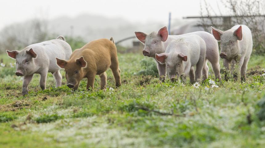 Bu davada 'domuzlar da davacı'