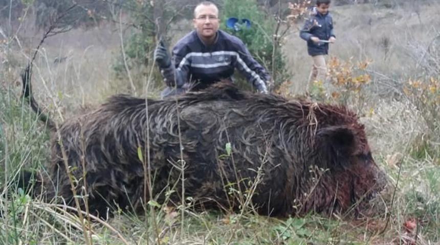 300 kilo ağırlığında domuz avladılar