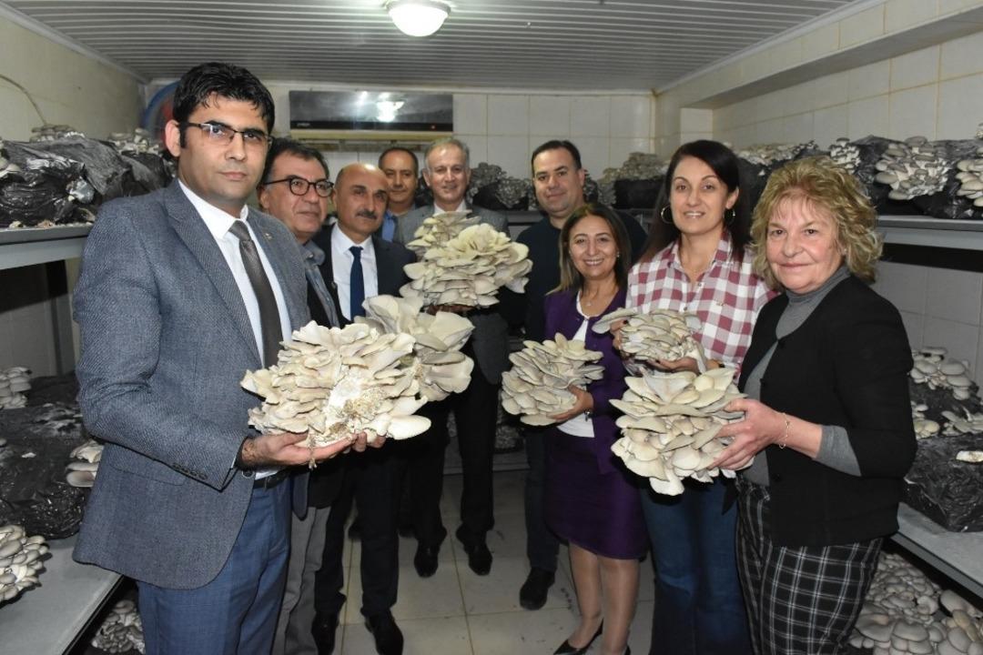 Tarsus Belediyesi tesislerinde mantar hasadı yapıldı