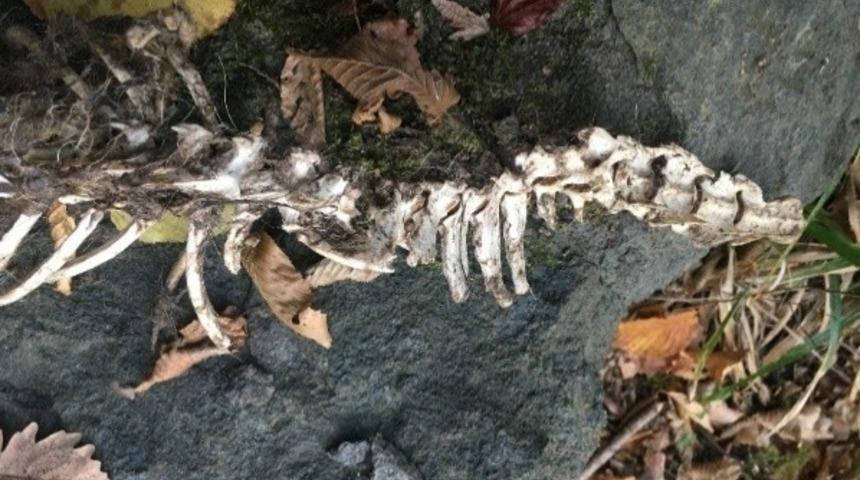 Trabzon'da bulunmuştu! 'Su Samuru' olduğu ortaya çıktı