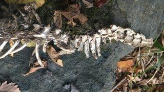 Trabzon'da bulunmuştu! 'Su Samuru' olduğu ortaya çıktı