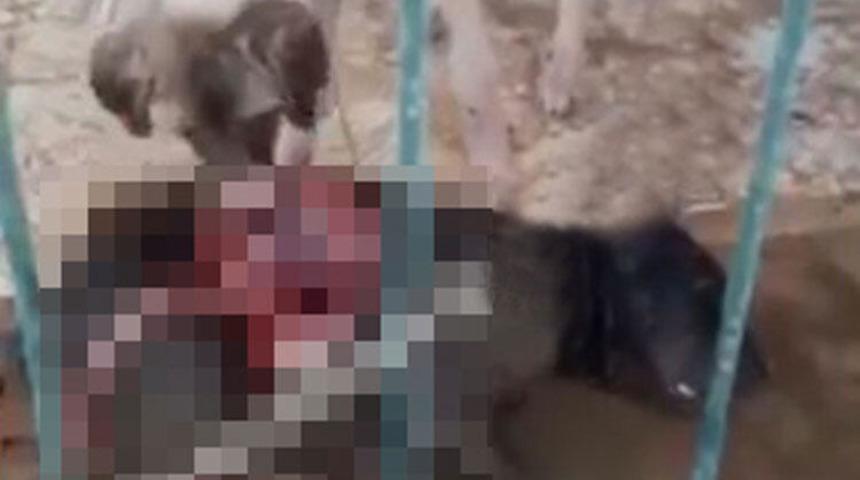 Görüntüler tepki çekmişti! İdari işlem başlatıldı