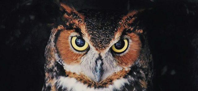 Close up of an owl, staring straight at the lens with eyes wide open