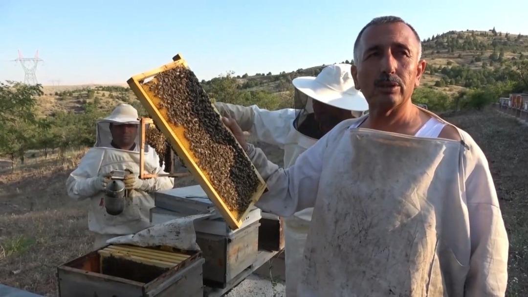 Lavanta balı yeni gelir kapısı oldu: kilosu 150 lira