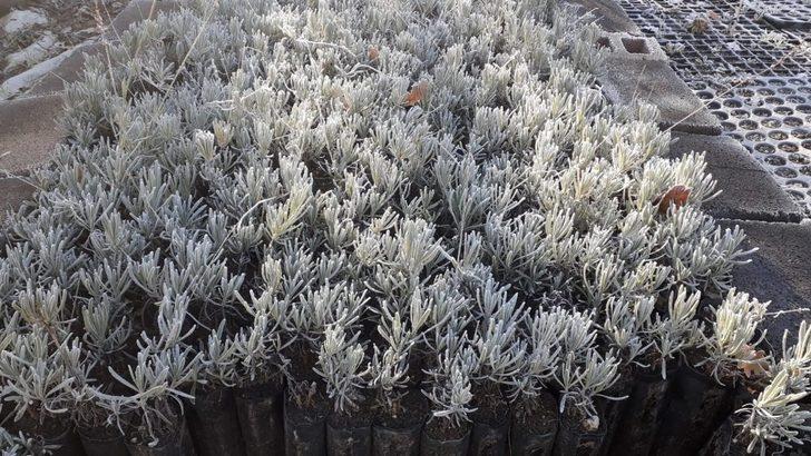 Lavanta balı yeni gelir kapısı oldu: kilosu 150 lira G2