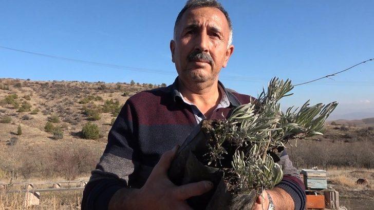 Lavanta balı yeni gelir kapısı oldu: kilosu 150 lira G3