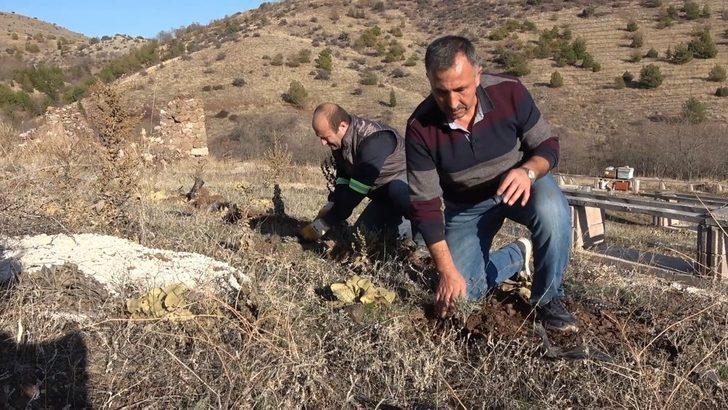 Lavanta balı yeni gelir kapısı oldu: kilosu 150 lira G5