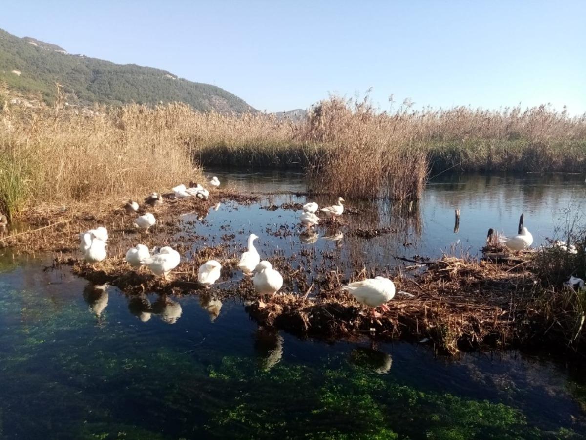 Akyaka Azmağı kaz ve &ouml;rdeklere kaldı