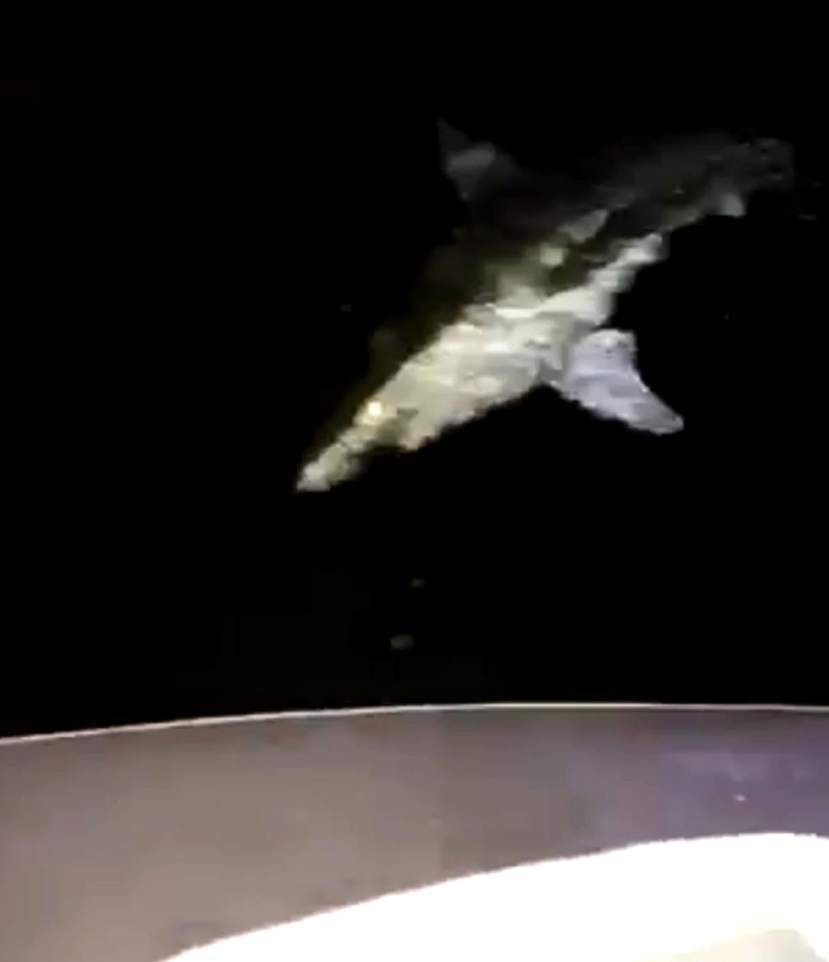 Oltaya 1,5 metrelik k&ouml;pek balığı takıldı