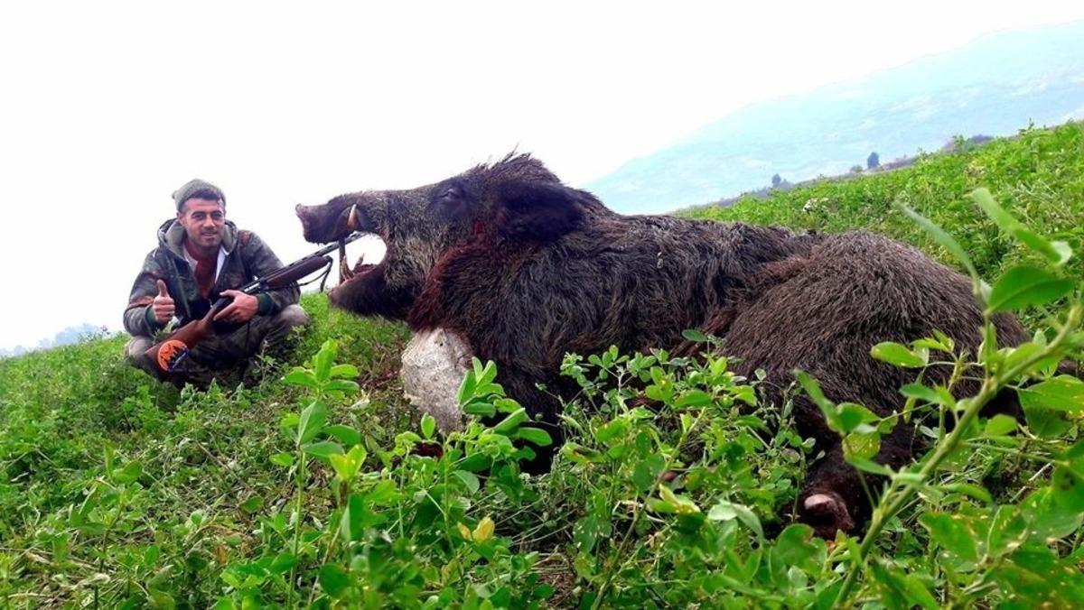 Aydın&rsquo;da 350 kilogramlık domuz avlandı