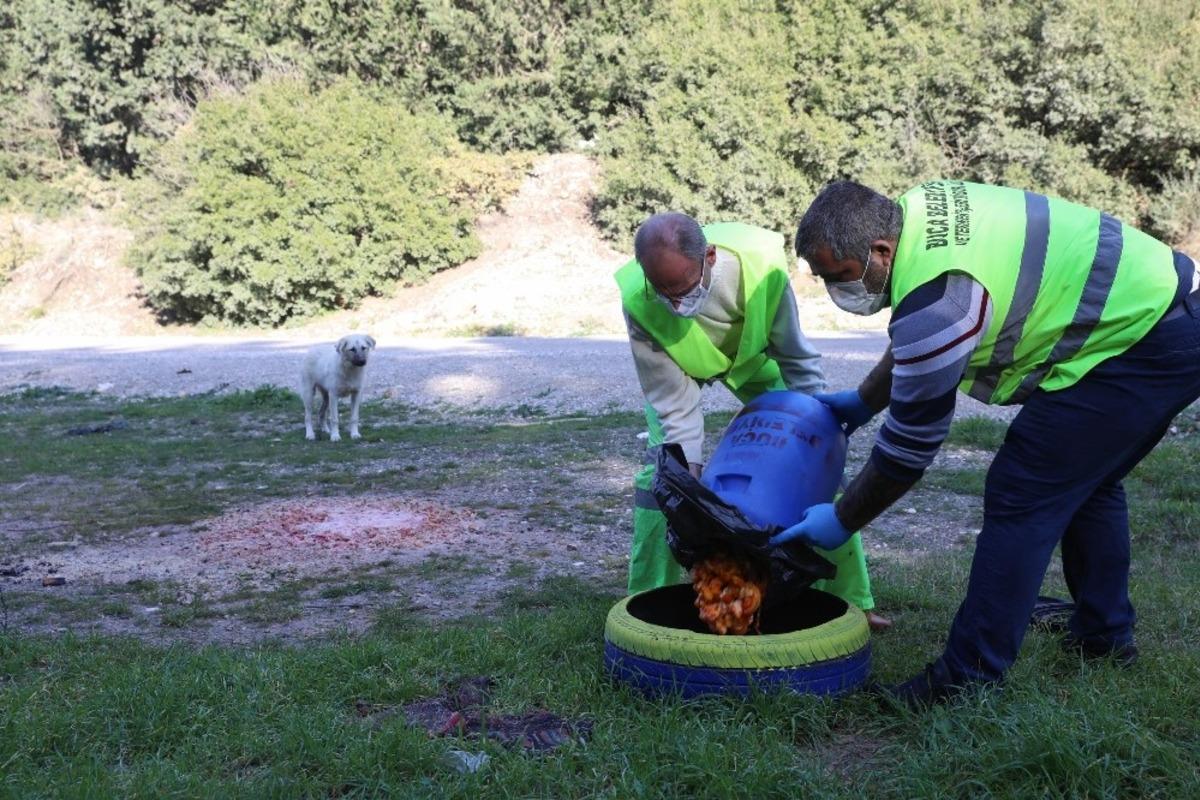 Buca Belediyesi ekipleri sokak hayvanlarını besledi