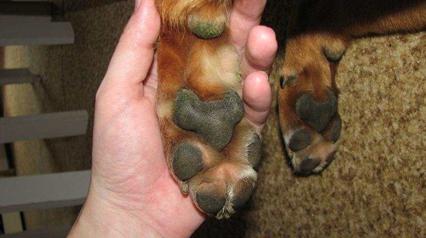 Köpeğinin patisinde fark etti! Tüm dünyada viral oldu