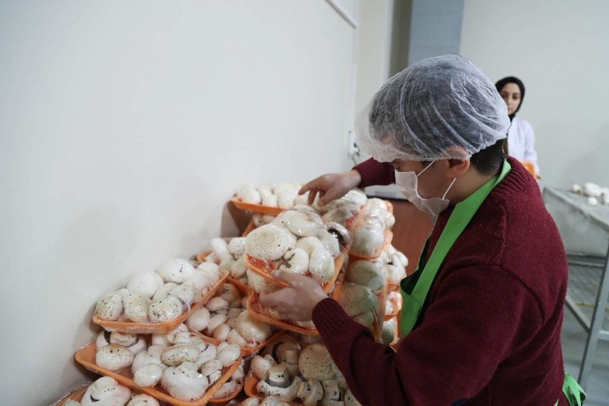 Mantar &uuml;retim at&ouml;lyesi, fabrika gibi &ccedil;alışıyor