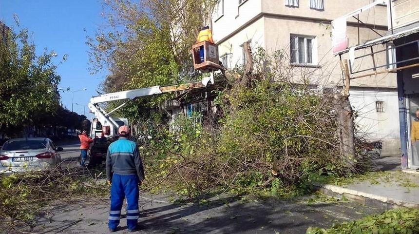 Kilis&rsquo;te cadde ve yollardaki ağa&ccedil;ların budanmasına başlandı