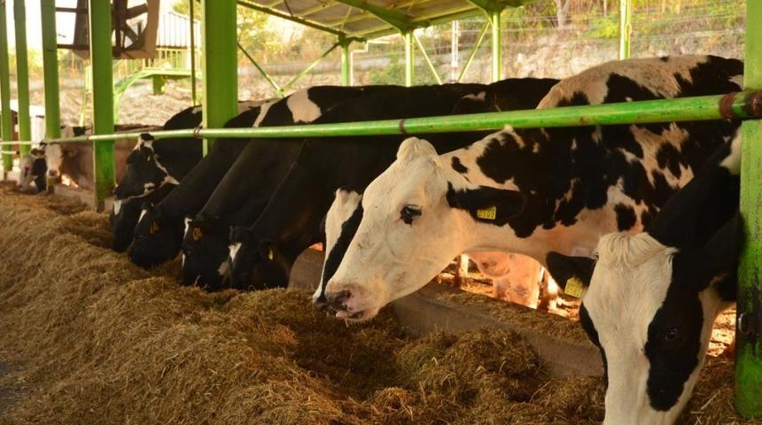 D&uuml;ve Alım Destekleme başvuruları başladı