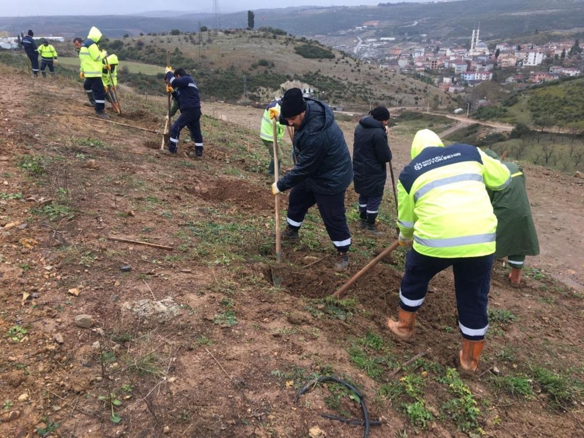 Kocaeli B&uuml;y&uuml;kşehir Belediyesi dolgu sahalarını ağa&ccedil;landırıyor