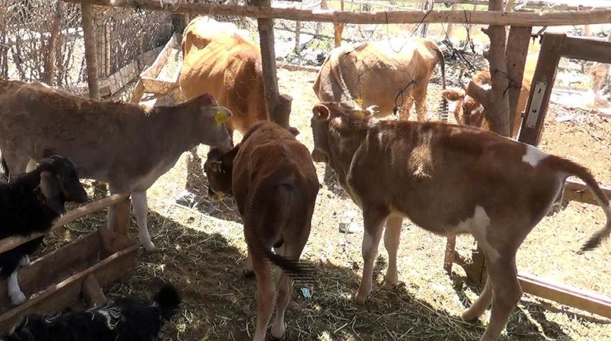 Siirt&rsquo;te y&uuml;zde 40 hibeli d&uuml;ve alımı destek başvuruları başladı