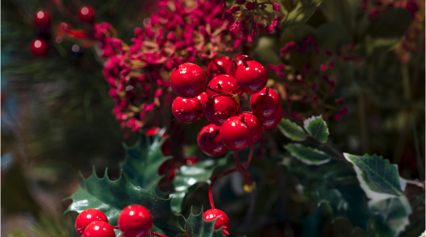 Yılbaşı &ccedil;i&ccedil;eği kokina! Bir yıl boyunca rengi bozulmadan duruyorsa ev sahibi olabilirsiniz