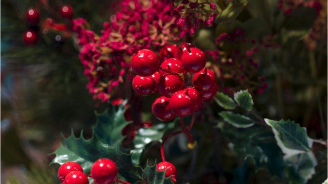 Yılbaşı çiçeği kokina! Bir yıl boyunca rengi bozulmadan duruyorsa ev sahibi olabilirsiniz