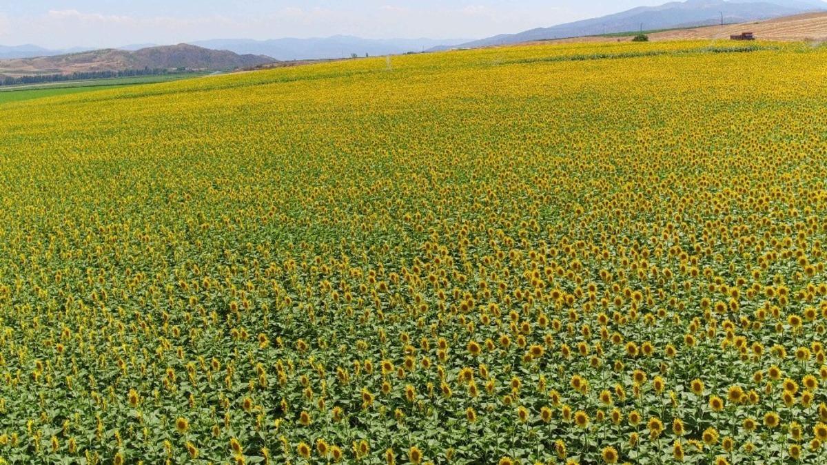Ay&ccedil;i&ccedil;eği &uuml;reticisine 120 milyon lira