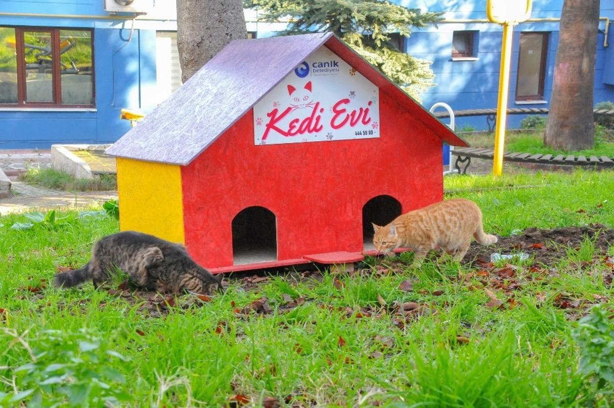 Canik&rsquo;te sokak kedileri yuvalarına kavuştu